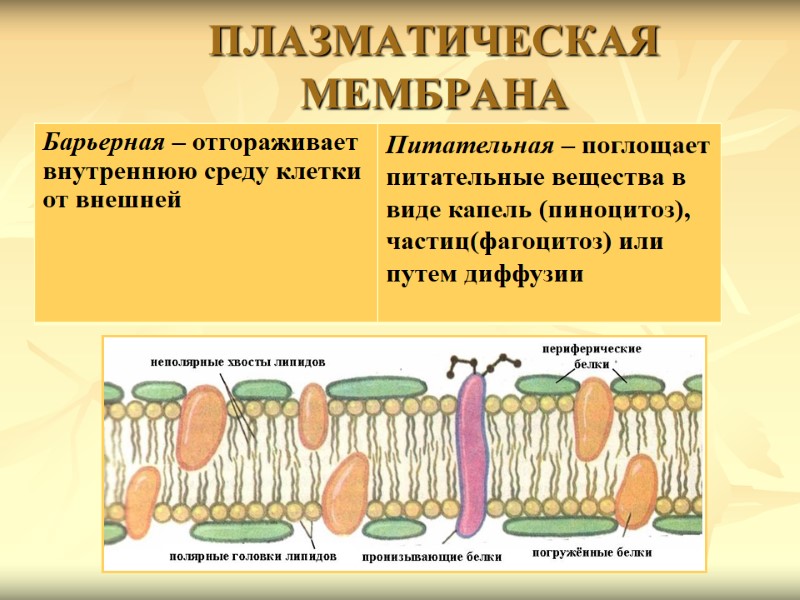 ПЛАЗМАТИЧЕСКАЯ МЕМБРАНА